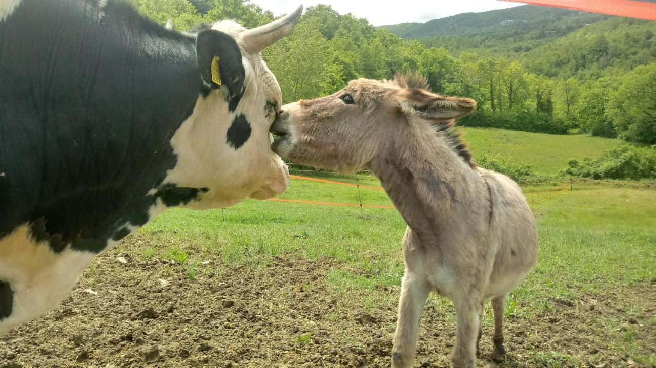 モンテ・カステッロ・ディ・ヴィービオ Campo Al Vento - Country Farmヴィラ エクステリア 写真